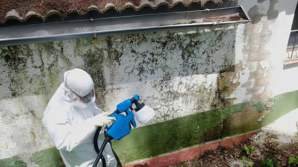 Trusted Mold Removal service in Elliottsburg, PA - Cheap Mold Removal